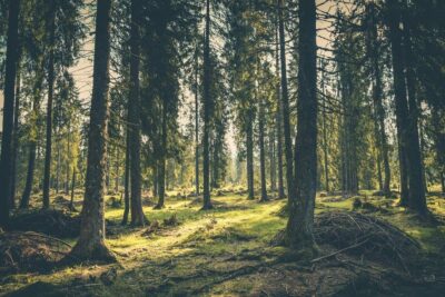 ForestInnov 2025 : découvrez le Village La WoodTech